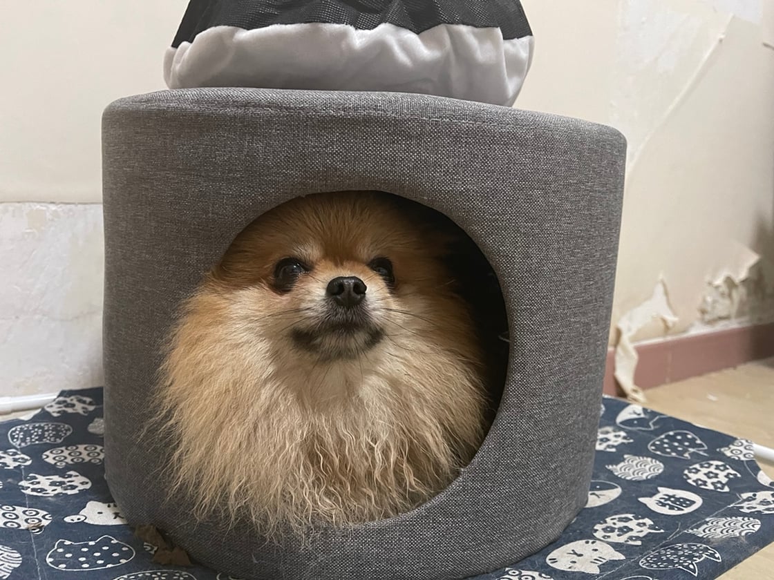 从灰色方形宠物窝探出头的棕色小狗
