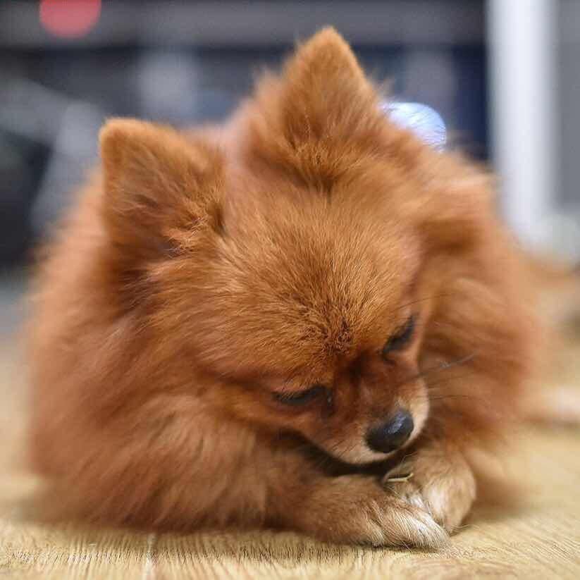闭眼休息的棕色博美犬特写