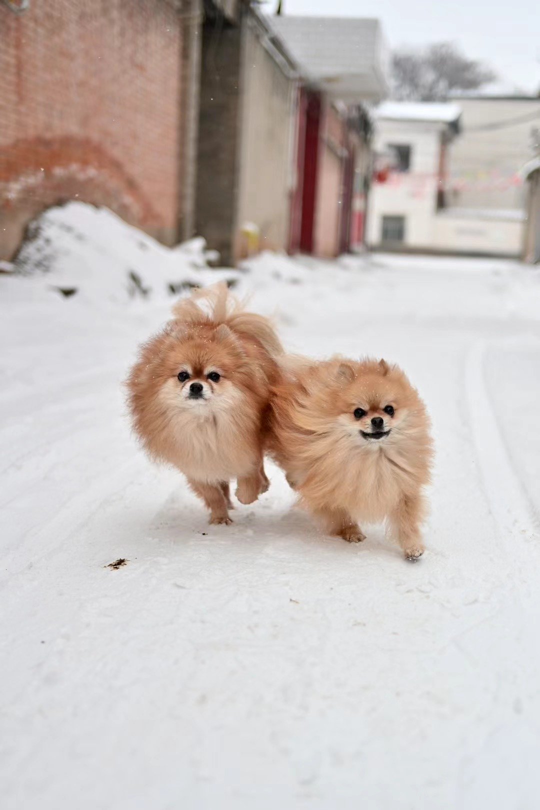 两只棕色小狗走在积雪覆盖的村路上