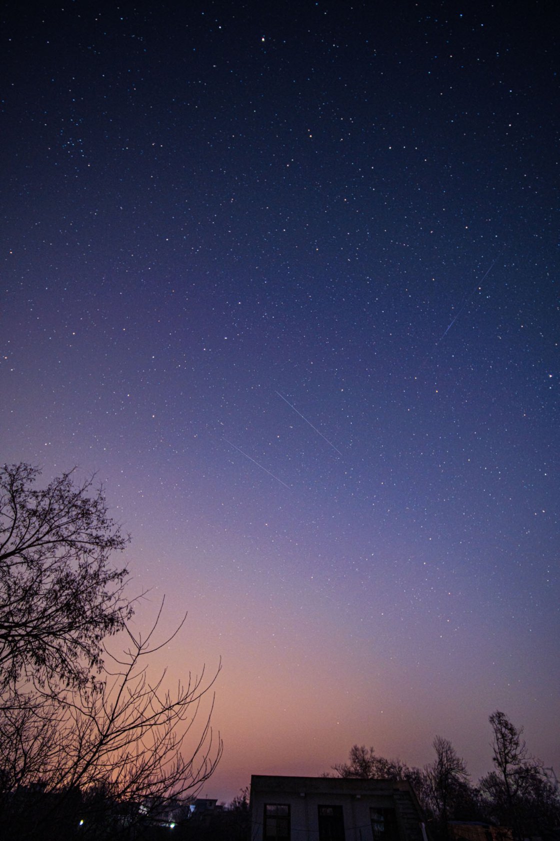 黎明前树梢上方的星空