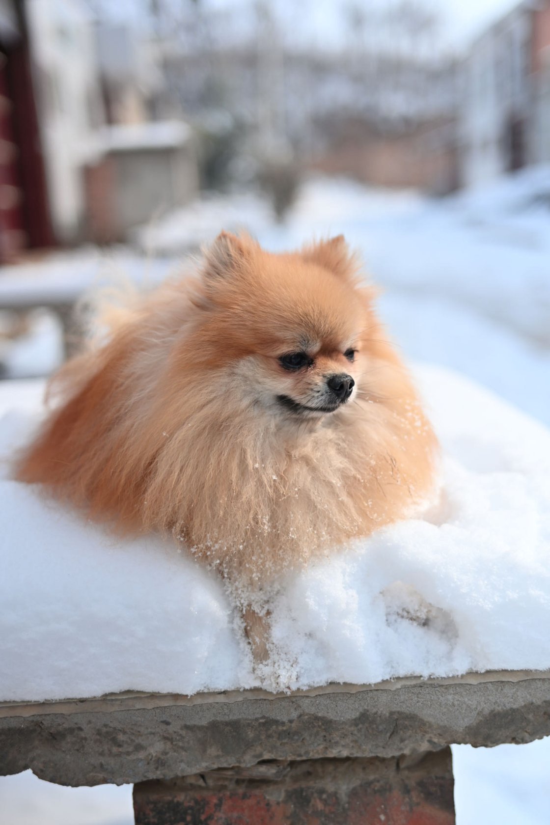 站在积雪石墙上的棕色小狗